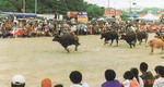 Baffalo  racing   tradition