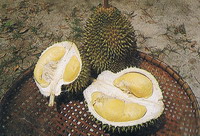 A  durian
