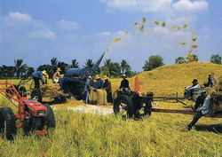 Rice-threshing by  machine