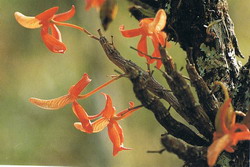 Dendrobium  unicum   Seid