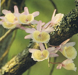 Dendrobium  primulinum  Lindle