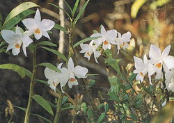 Dendrobium  infurdibulum  Lindle