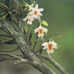 Dendrobium  chrystyanum  Rehb.f