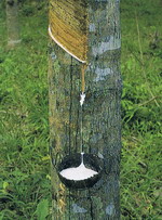 The  rubber  sap
