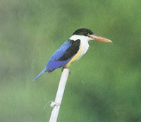 Haleyon  pileata (Black-caped  Kingfisher)