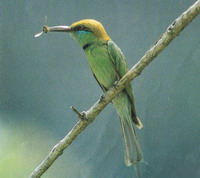 Merops  orientalis (Ireen  Bee-eater)